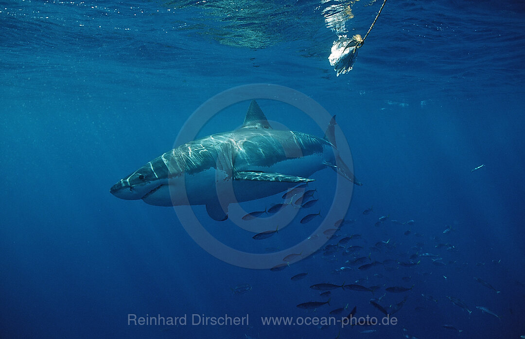 Great White Shark