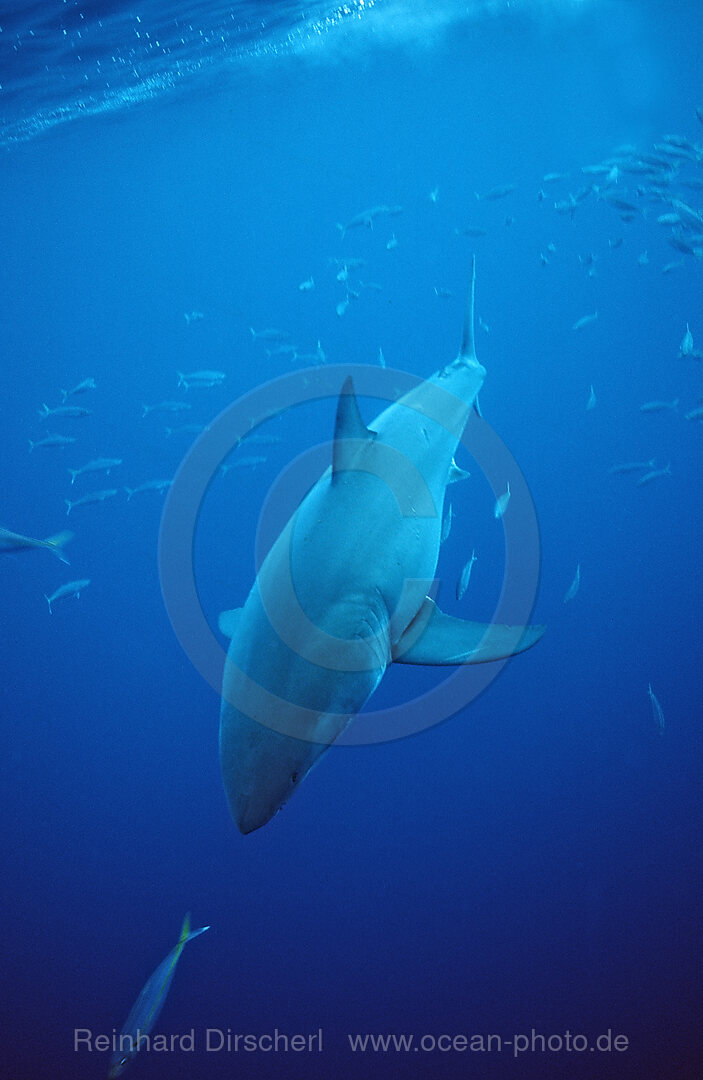 Great White Shark, Carcharodon carcharias, Dyer Island, Gansbaai, Atlantic Ocean, South Africa