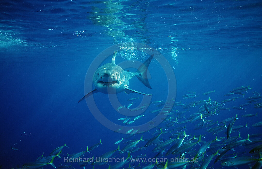 Great White Shark, Carcharodon carcharias, Dyer Island, Gansbaai, Atlantic Ocean, South Africa