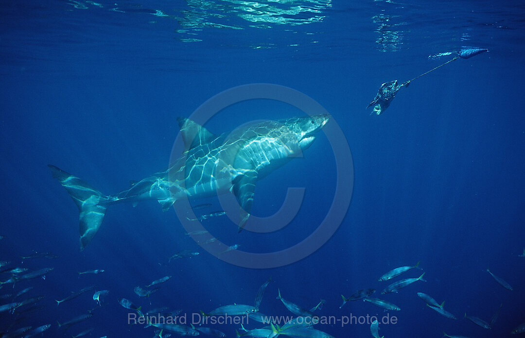 Great White Shark