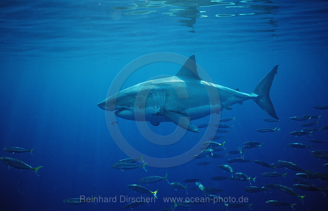 Great White Shark