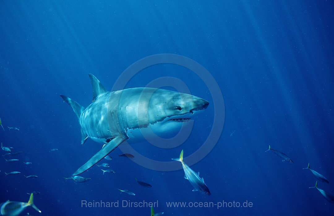 Weisser Hai, Carcharodon carcharias, Dyer Island, Gansbaai, Atlantischer Ozean, Sdafrika, Suedafrika