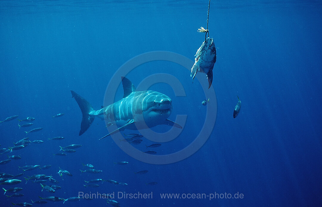 Great White Shark
