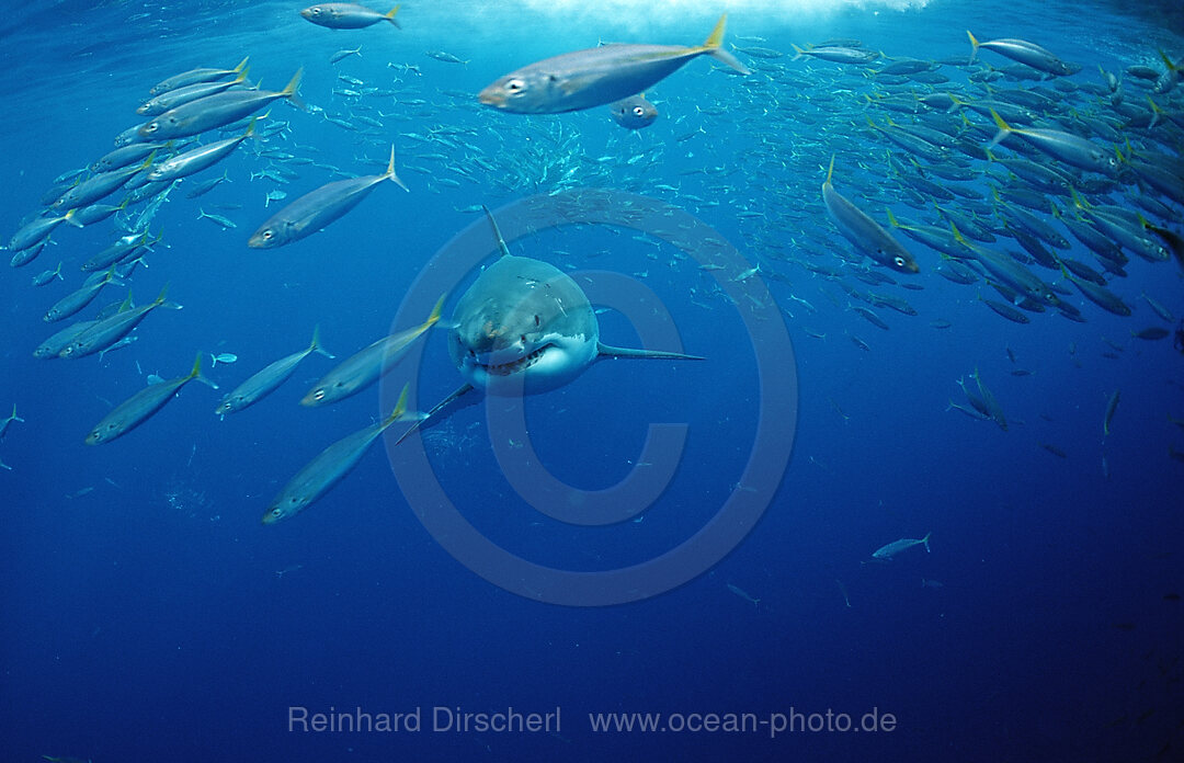 Weisser Hai, Carcharodon carcharias, Dyer Island, Gansbaai, Atlantischer Ozean, Sdafrika, Suedafrika