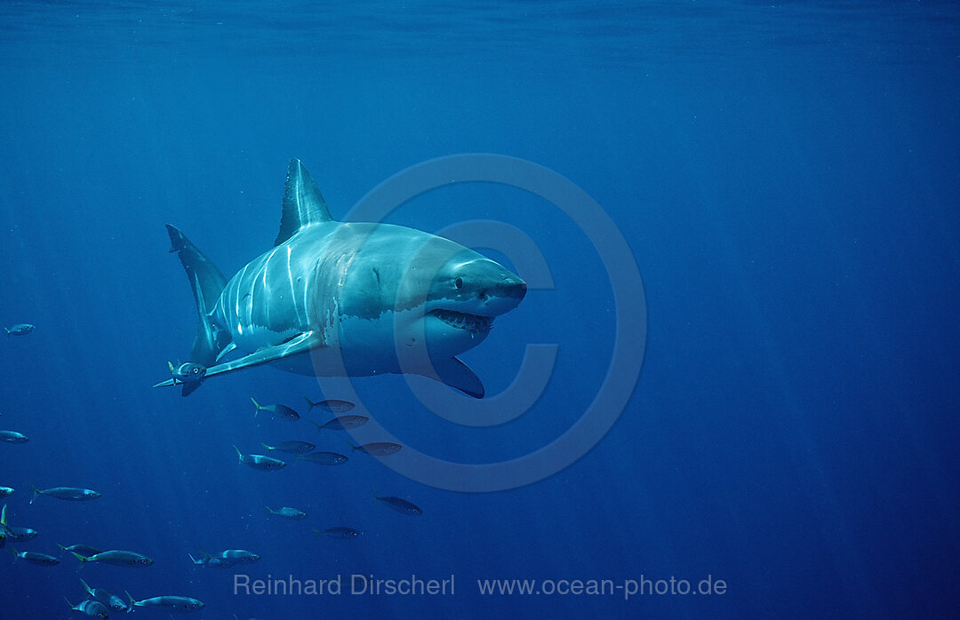 Great White Shark