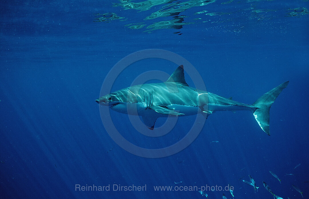 Weisser Hai, Carcharodon carcharias, Dyer Island, Gansbaai, Atlantischer Ozean, Sdafrika, Suedafrika