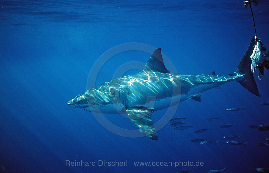 Weisser Hai, Carcharodon carcharias, Dyer Island, Gansbaai, Atlantischer Ozean, Sdafrika, Suedafrika