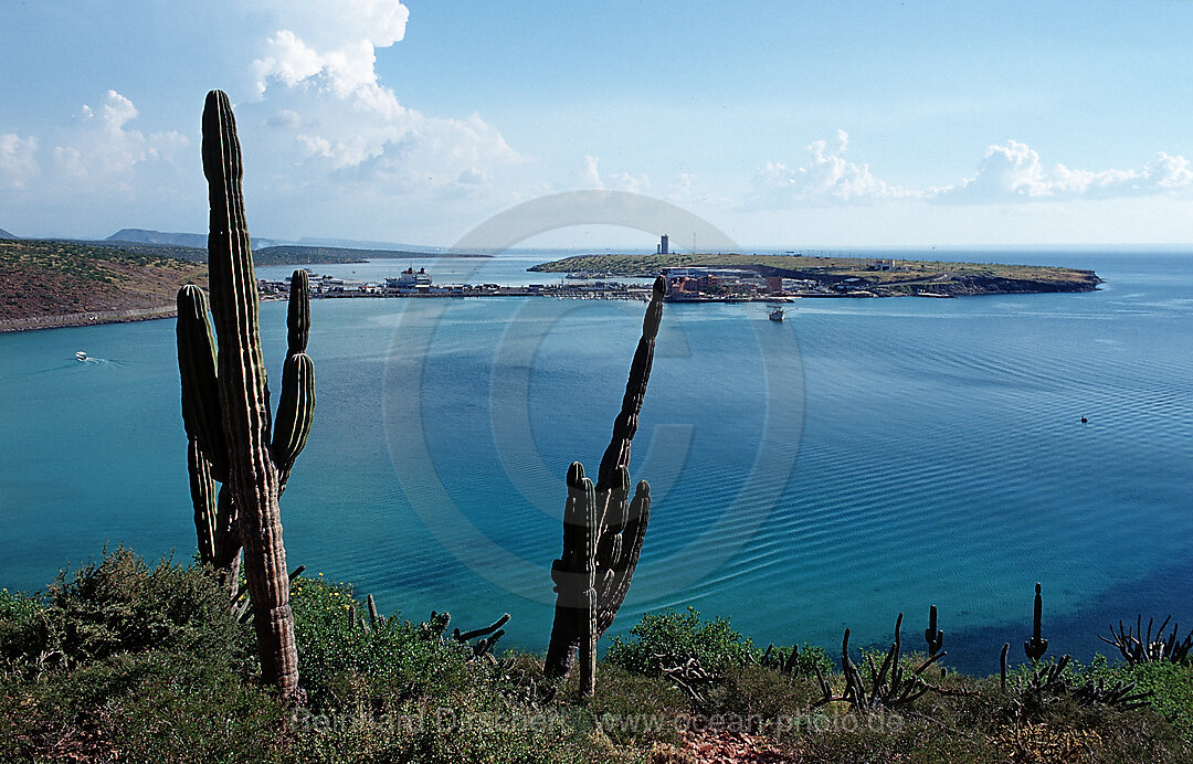 Cardon cactus on coast