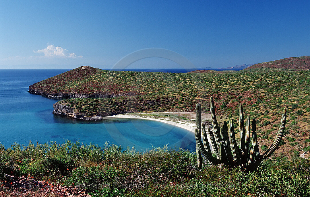 Cardon cactus on coast, Pachycereus pringlei, Sea of Cortez, Baja California, La Paz, Mexico