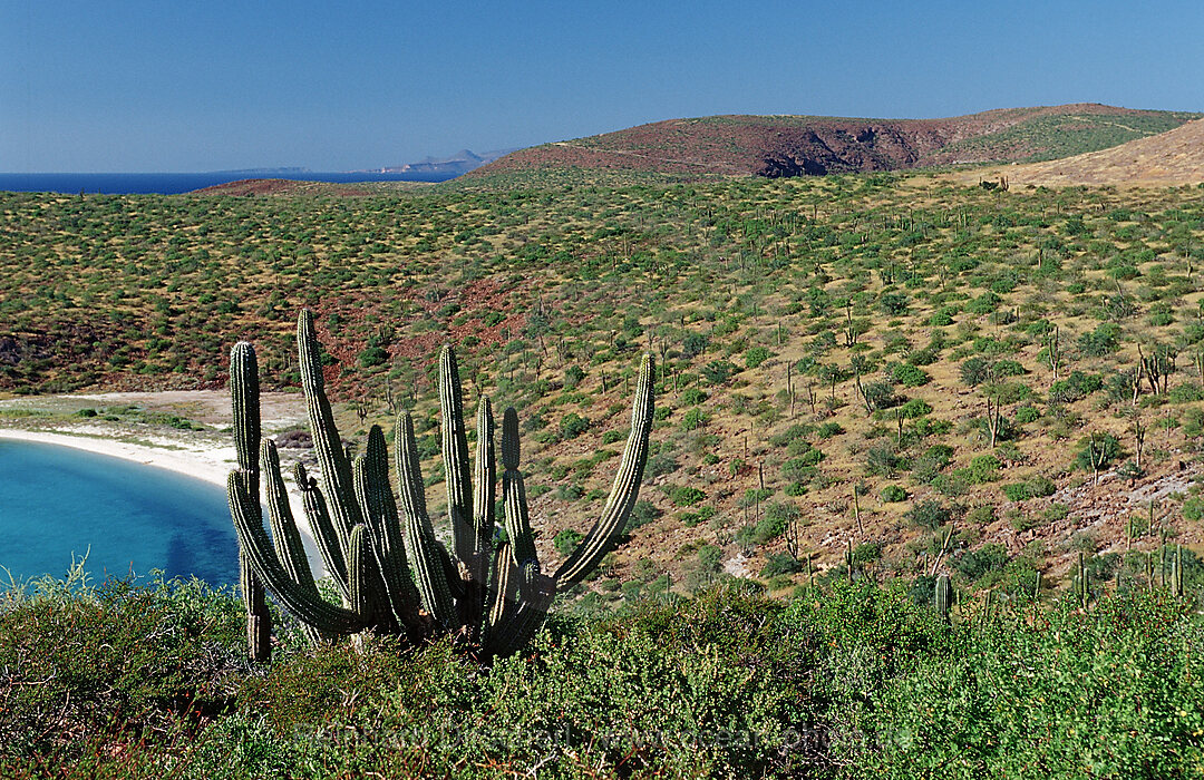 Kakteen in der Wueste, Pachycereus pringlei, Cortezsee, Niederkalifornien, La Paz, Mexiko