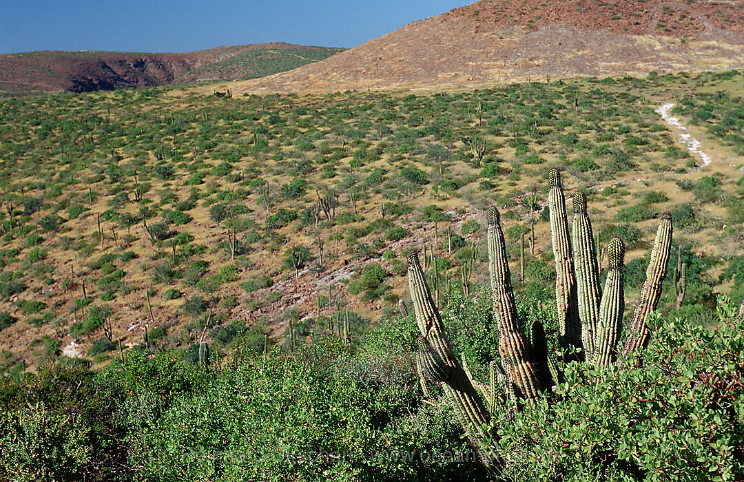 Cardon cactus in desert