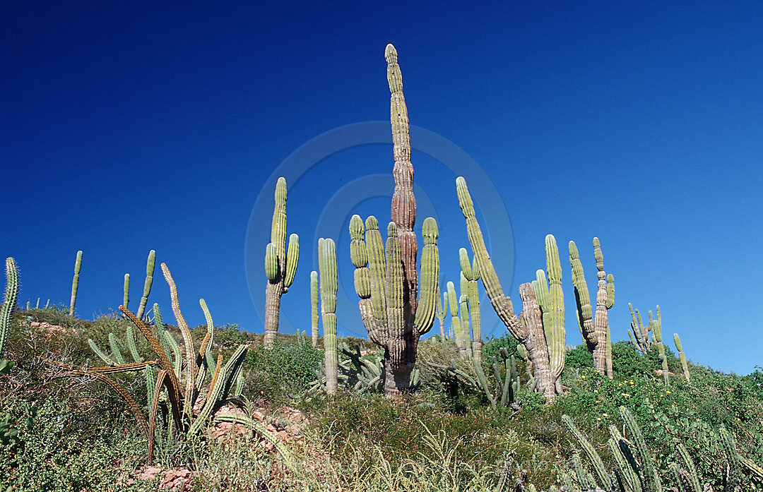 Cardon cactus in desert, Pachycereus pringlei, Sea of Cortez, Baja California, La Paz, Mexico