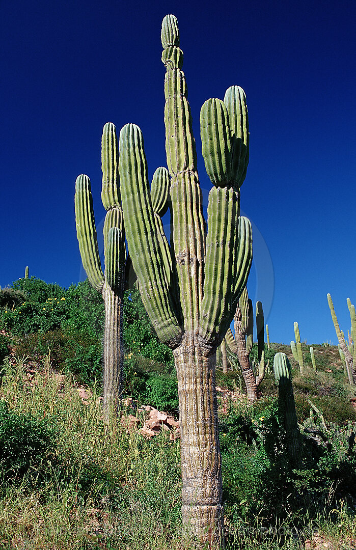 Kakteen in der Wueste, Pachycereus pringlei, Cortezsee, Niederkalifornien, La Paz, Mexiko