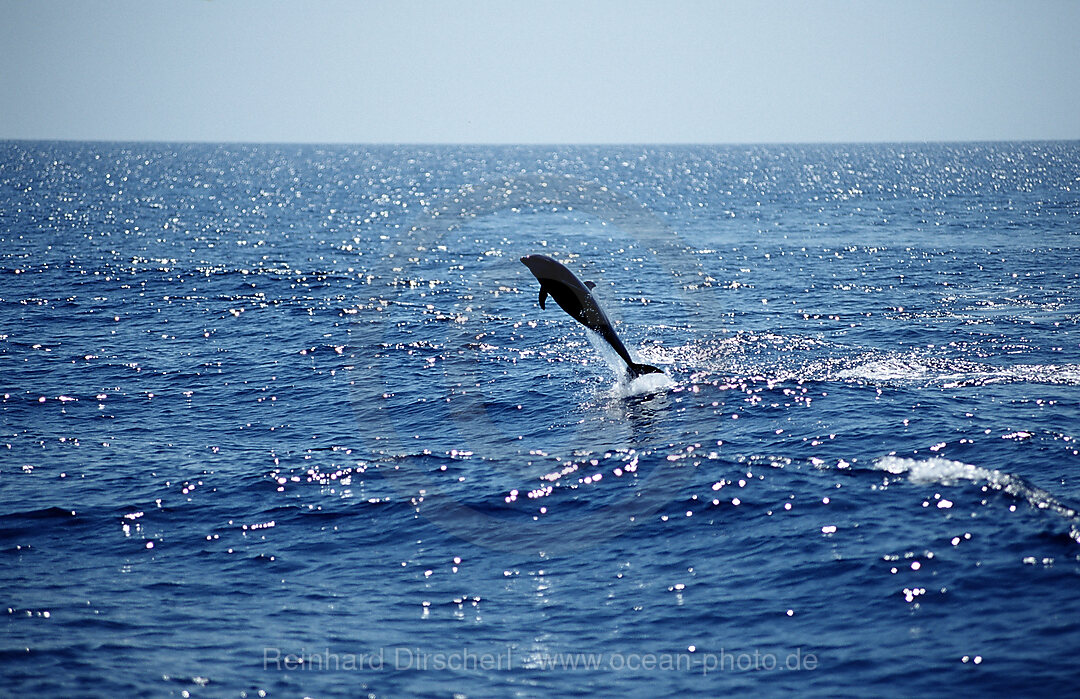 Springender Gemeiner Delfin, Delphinus delphis, Cortezsee, Niederkalifornien, La Paz, Mexiko