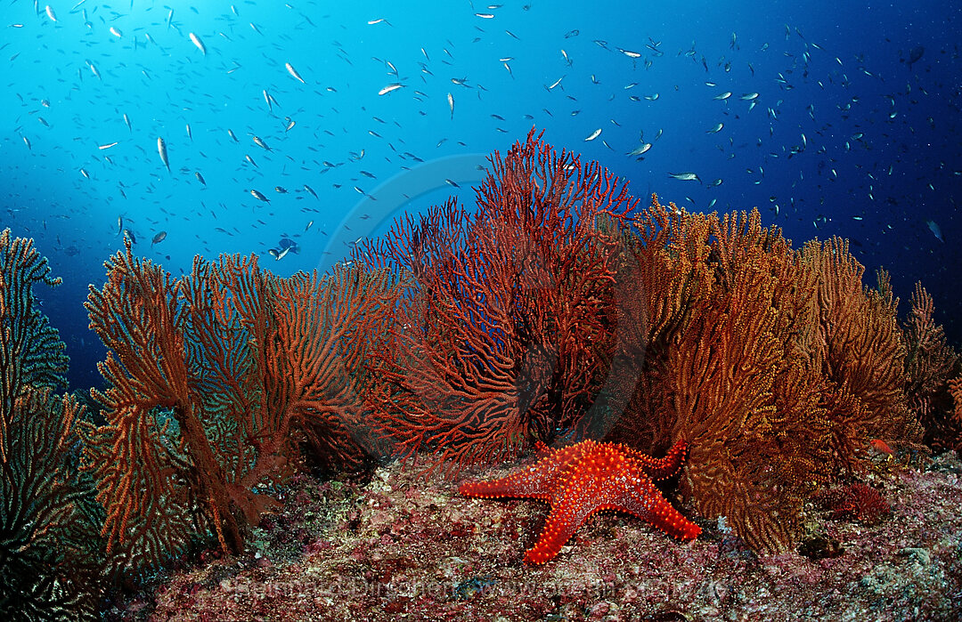 Roter Seestern im Korallenriff, Asteroidea, Cortezsee, Niederkalifornien, La Paz, Mexiko