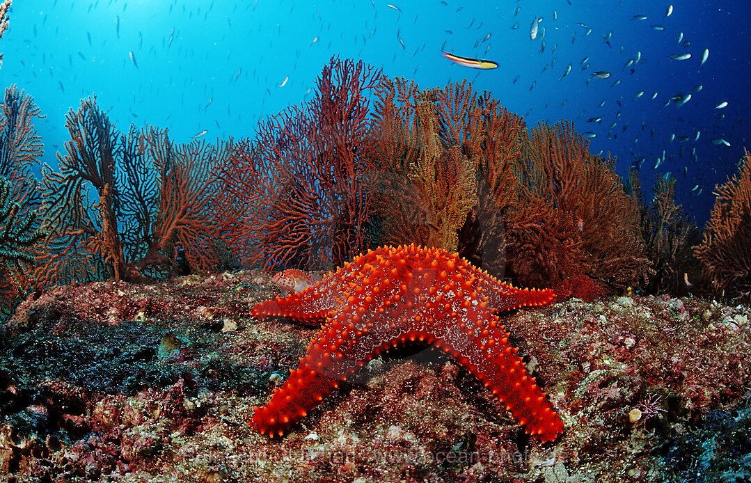 Roter Seestern im Korallenriff