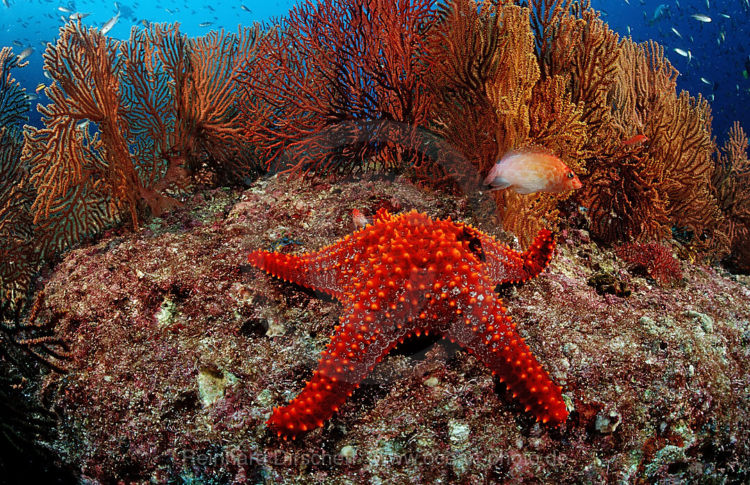 Roter Seestern im Korallenriff, Asteroidea, Cortezsee, Niederkalifornien, La Paz, Mexiko