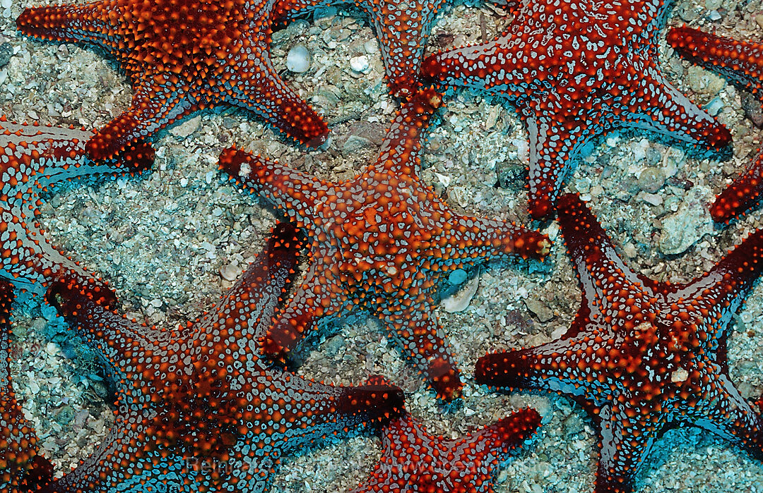 Red starfishes