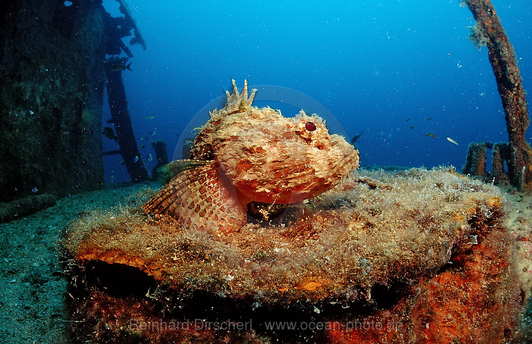 Stone scorpionfish on ship wreck