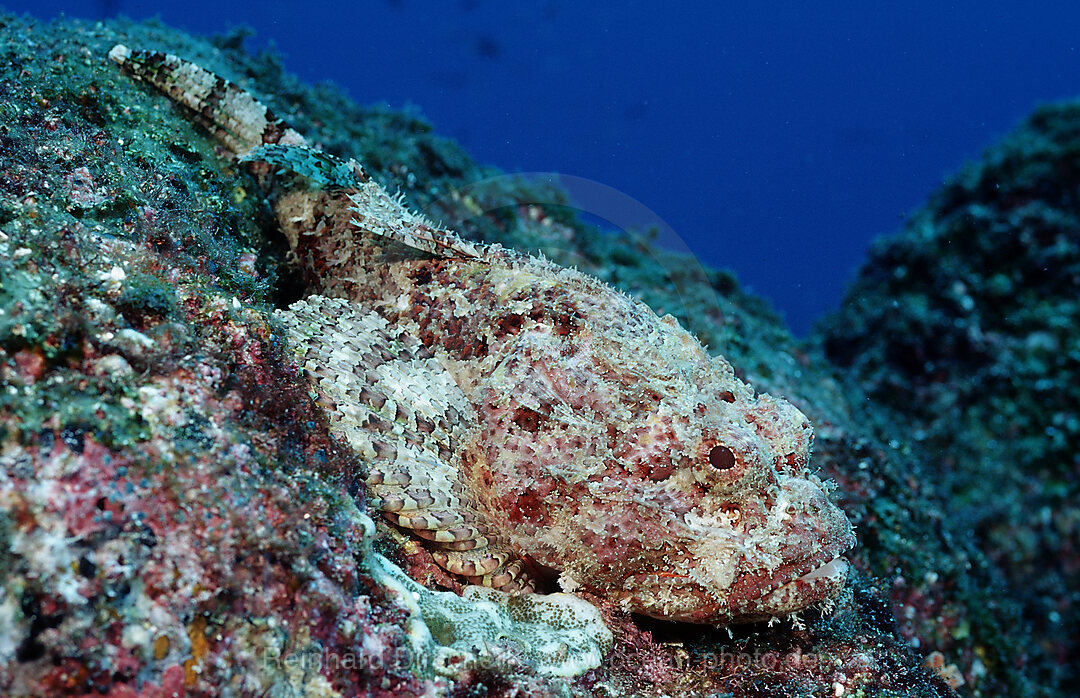 Stone Scorpionfish