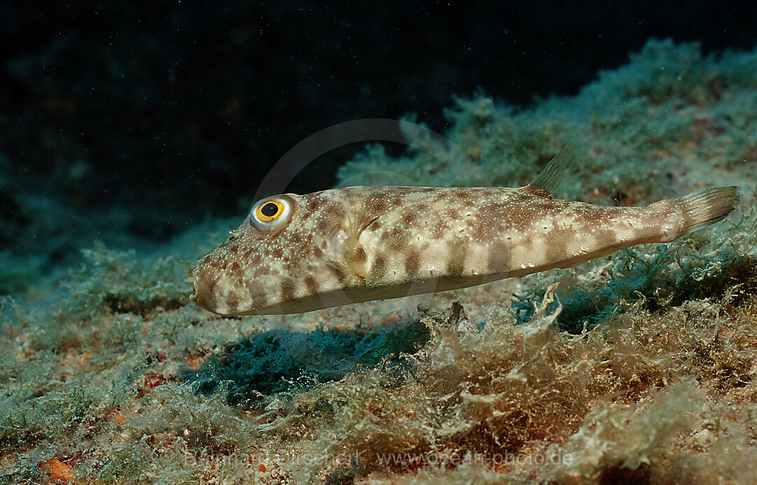 Brown puffer