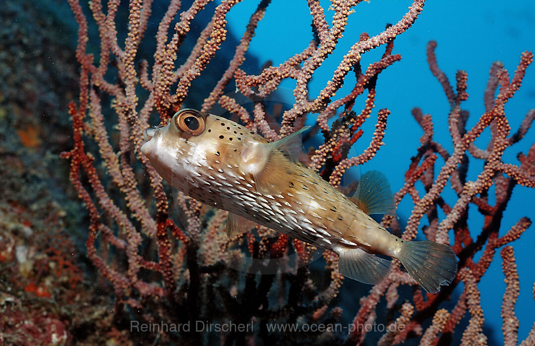 Balloonfish