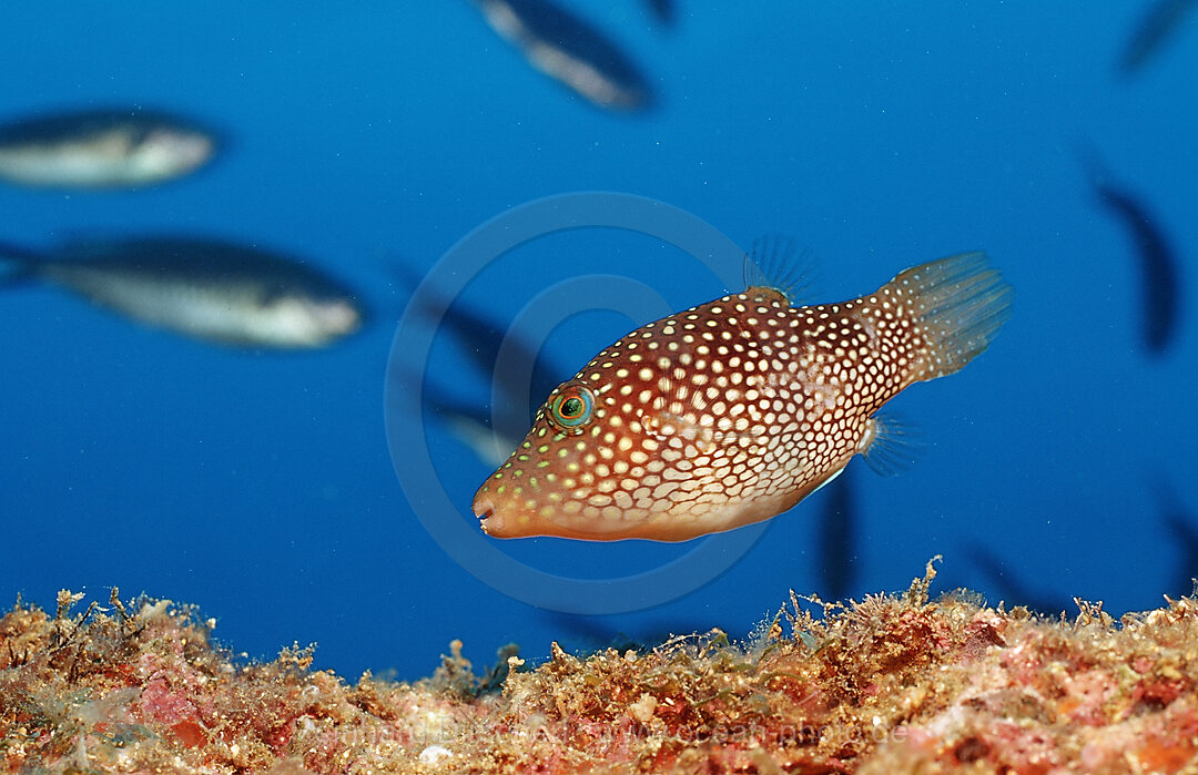 Spotted Sharpnose Puffer