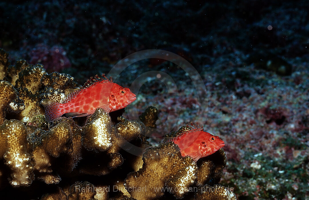 Gefleckter Korallenwaechter, Cirrhitichthys oxycephalus, Cortezsee, Niederkalifornien, La Paz, Mexiko