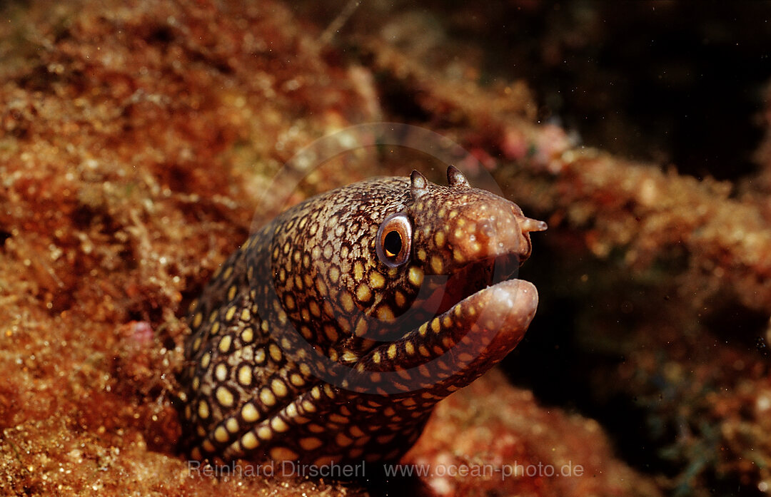 Leopardmuraene, Muraena lentiginosa, Cortezsee, Niederkalifornien, La Paz, Mexiko