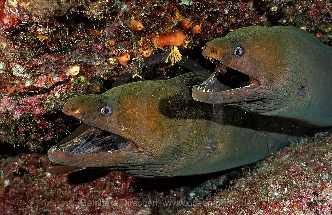 Gruene Muraene, Gymnothorax castaneus, Cortezsee, Niederkalifornien, La Paz, Mexiko