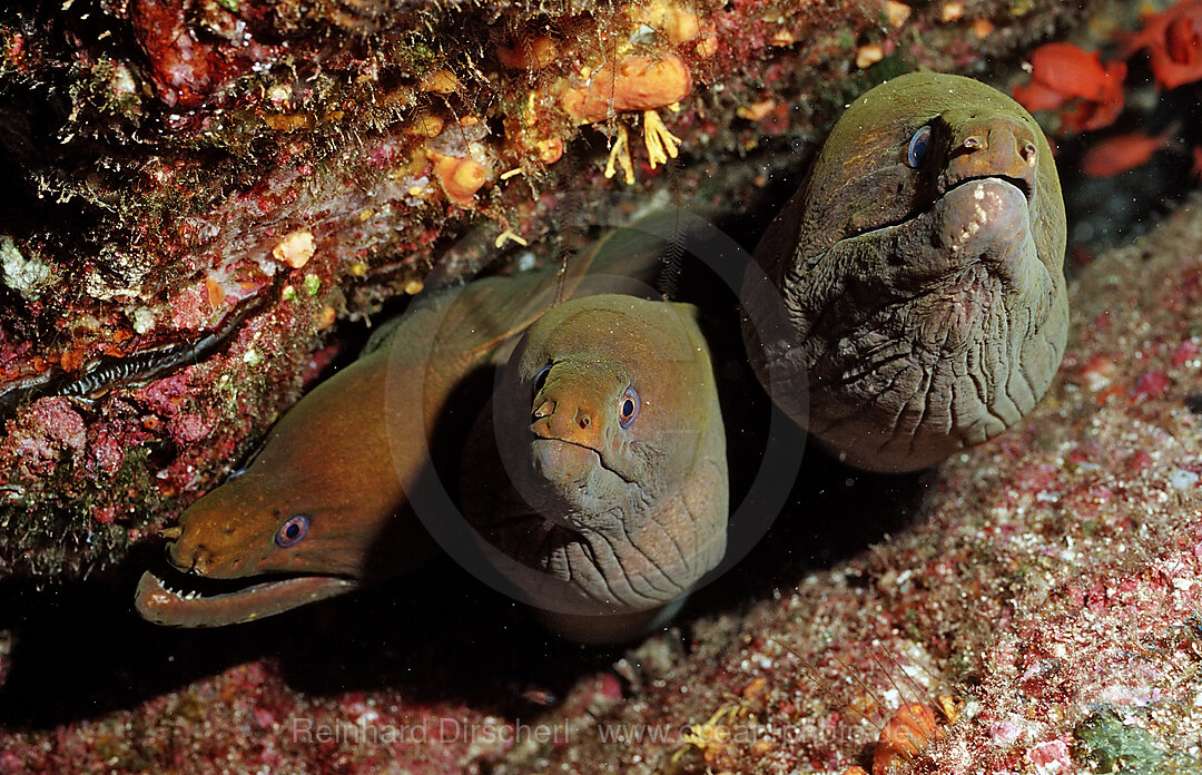 Gruene Muraene, Gymnothorax castaneus, Cortezsee, Niederkalifornien, La Paz, Mexiko