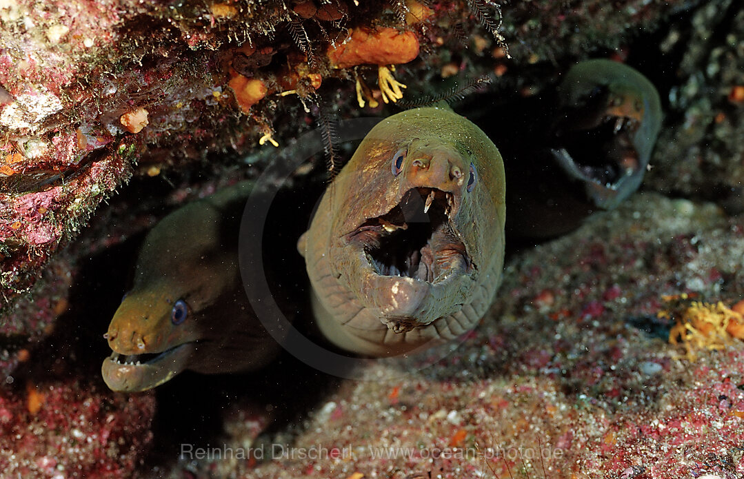 Panamic green moray eel