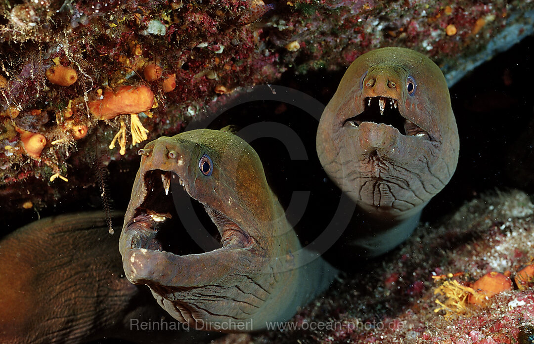 Panamic green moray eel