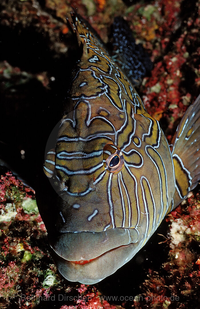 Hieroglyphic hawkfish