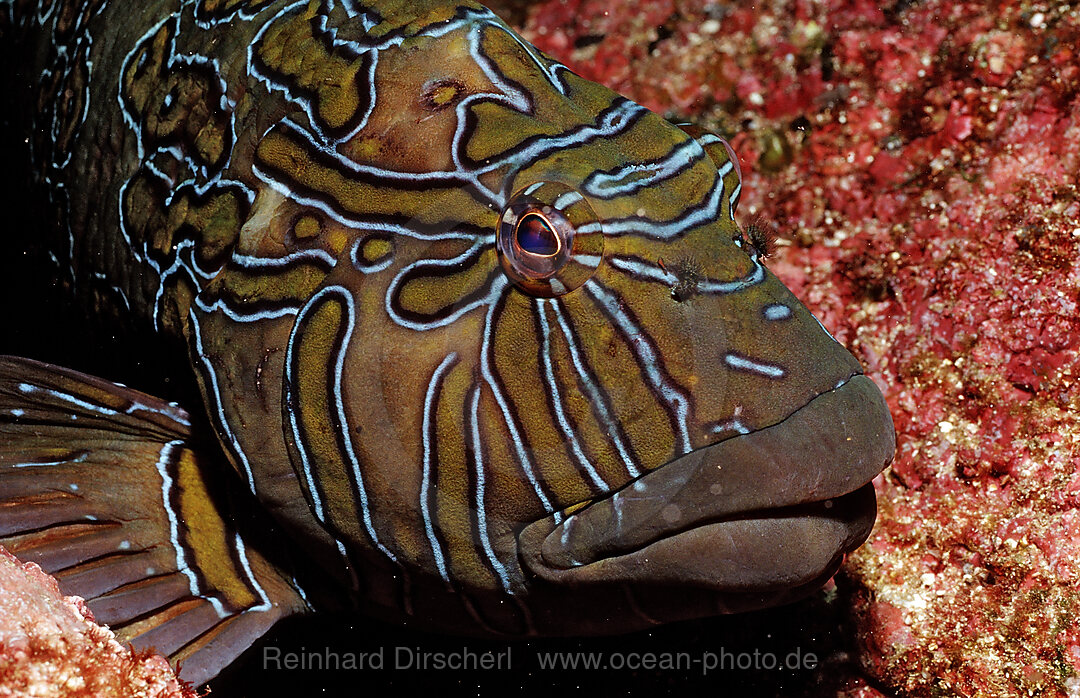 Hieroglyphic hawkfish