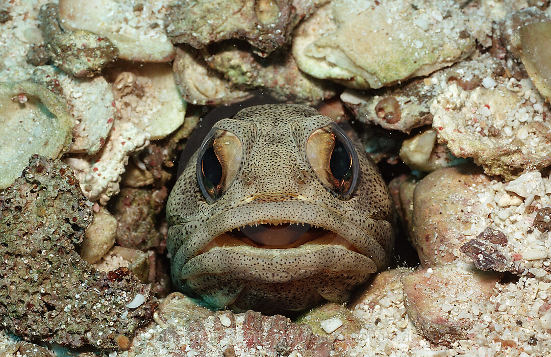 Riesen-Brunnenbauer, Opistognathus rhomaleus, Cortezsee, Niederkalifornien, La Paz, Mexiko