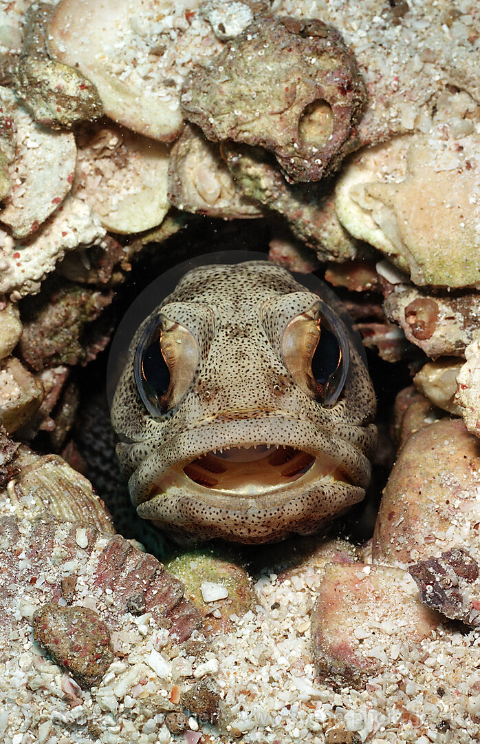 Riesen-Brunnenbauer, Opistognathus rhomaleus, Cortezsee, Niederkalifornien, La Paz, Mexiko