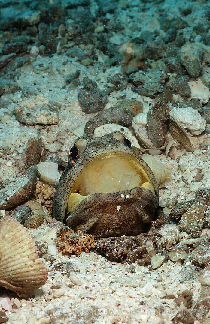 Riesen-Brunnenbauer, Opistognathus rhomaleus, Cortezsee, Niederkalifornien, La Paz, Mexiko