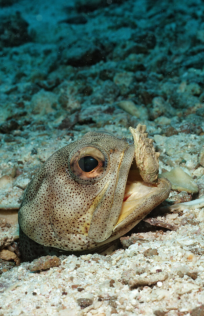 Riesen-Brunnenbauer graebt Hoehle, Opistognathus rhomaleus, Cortezsee, Niederkalifornien, La Paz, Mexiko