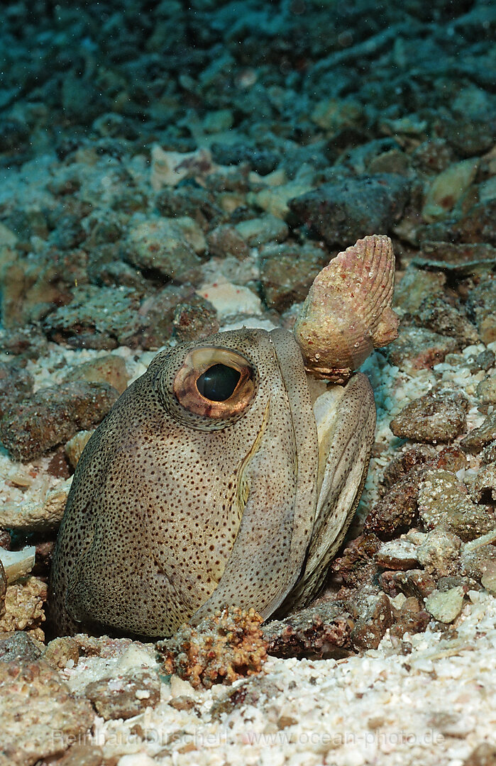 Riesen-Brunnenbauer graebt Hoehle, Opistognathus rhomaleus, Cortezsee, Niederkalifornien, La Paz, Mexiko