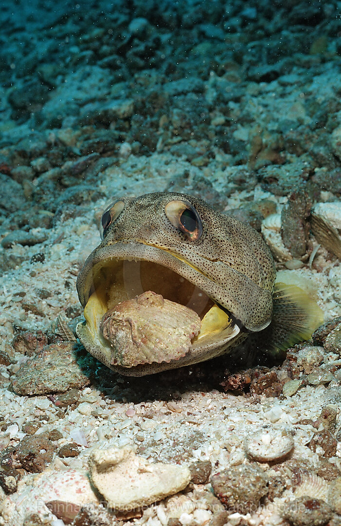 Riesen-Brunnenbauer graebt Hoehle, Opistognathus rhomaleus, Cortezsee, Niederkalifornien, La Paz, Mexiko