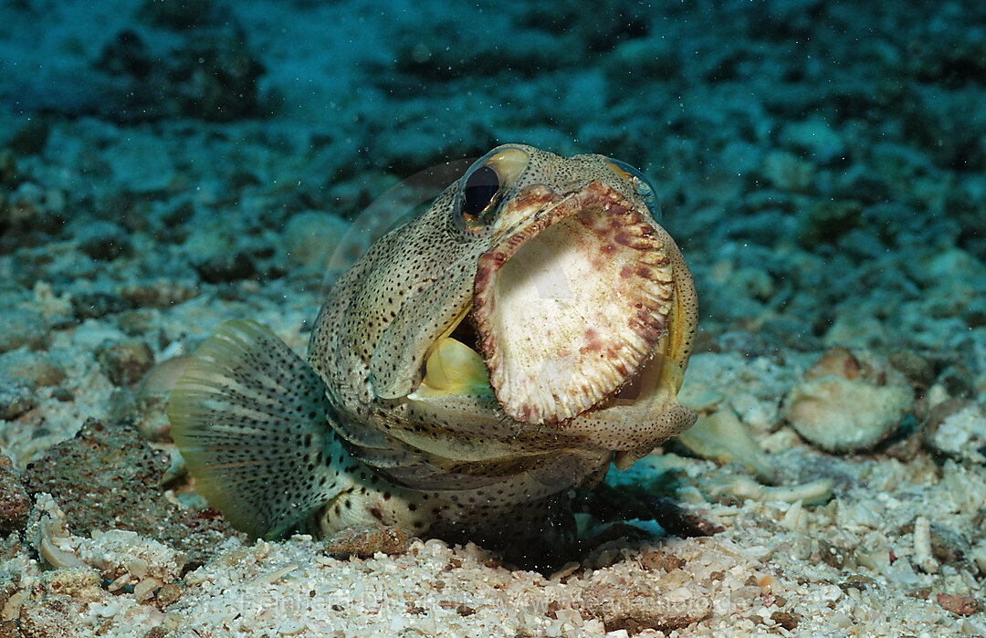 Riesen-Brunnenbauer graebt Hoehle, Opistognathus rhomaleus, Cortezsee, Niederkalifornien, La Paz, Mexiko