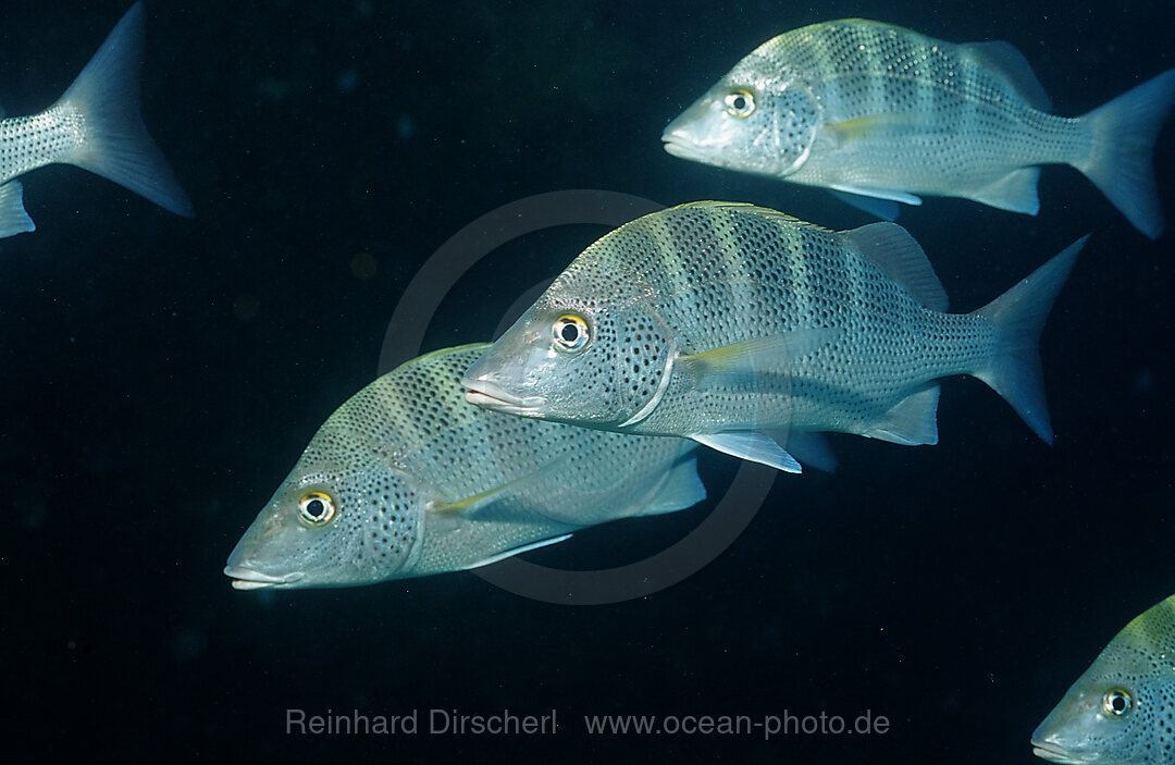 Pacific Dog Snapper