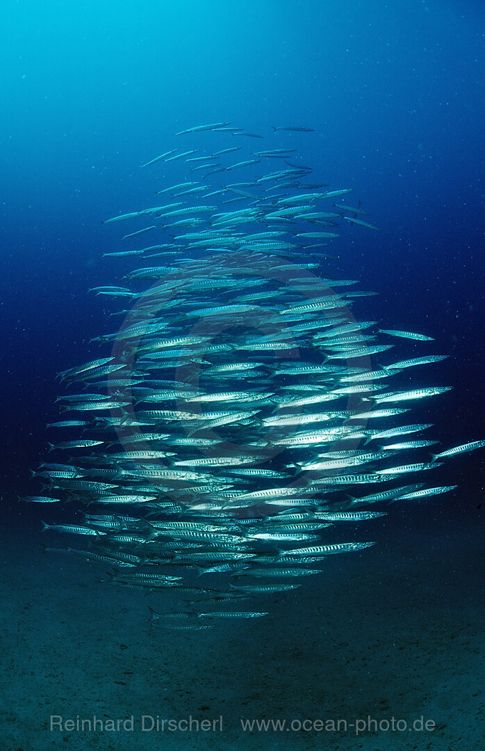 Schwarm Barrakudas, Sphyraena barracuda, Cortezsee, Niederkalifornien, La Paz, Mexiko