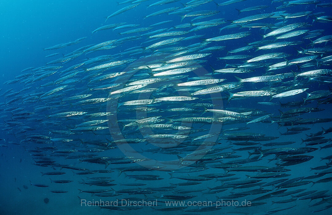 Schwarm Barrakudas, Sphyraena barracuda, Cortezsee, Niederkalifornien, La Paz, Mexiko