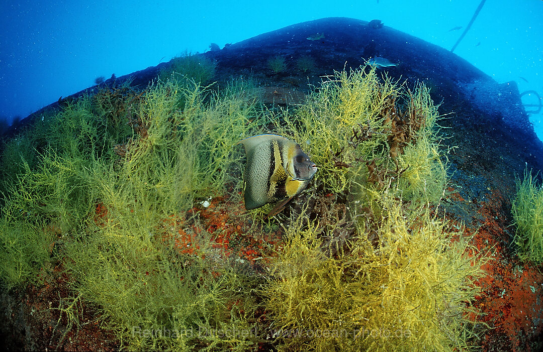 Cortez-Kaiserfisch, Pomacanthus zonipectus, Cortezsee, Niederkalifornien, La Paz, Mexiko