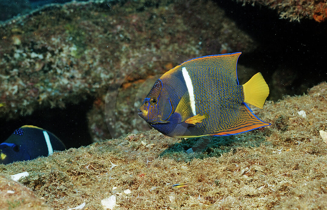 Galapagos-Kaiserfisch