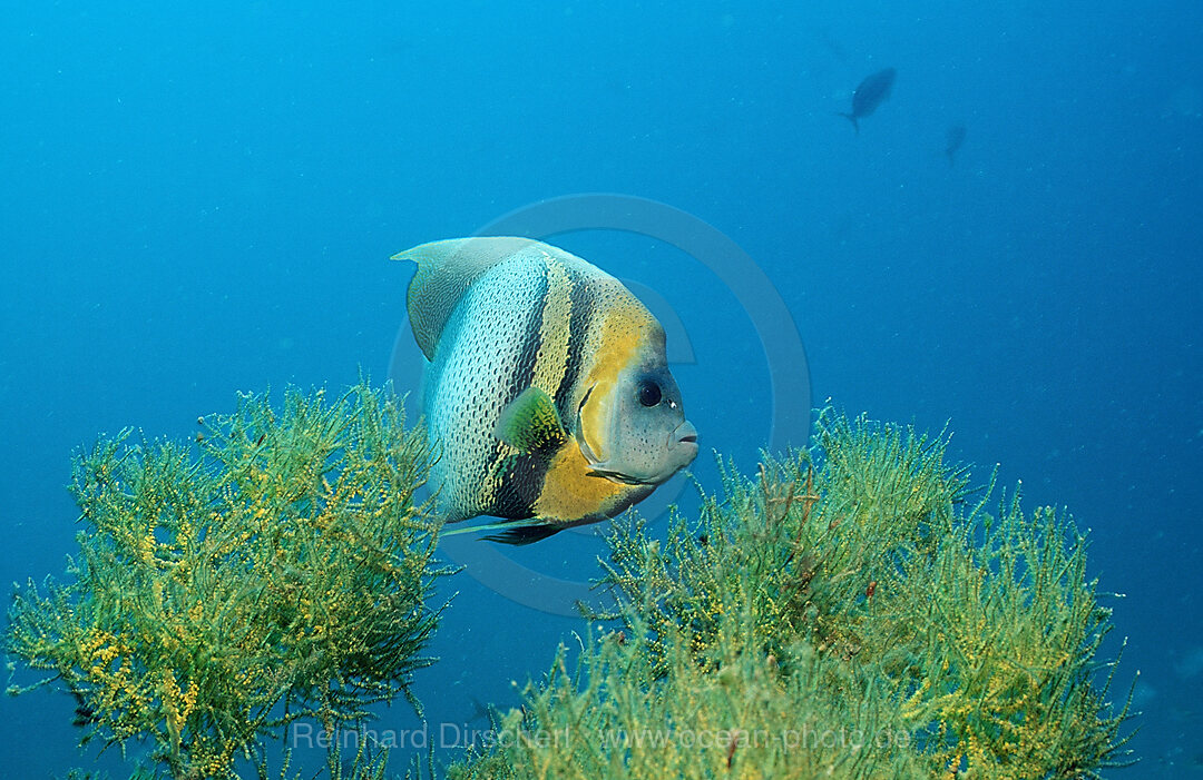 Cortez-Kaiserfisch, Pomacanthus zonipectus, Cortezsee, Niederkalifornien, La Paz, Mexiko