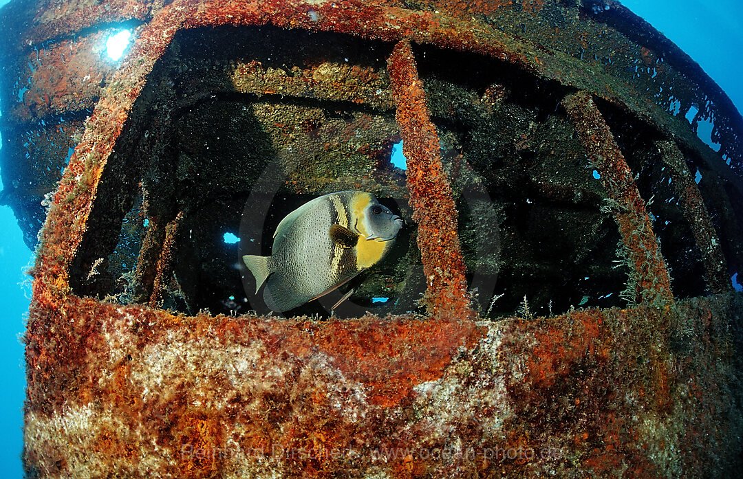 Cortez-Kaiserfisch im Schiffswrack, Pomacanthus zonipectus, Cortezsee, Niederkalifornien, La Paz, Mexiko