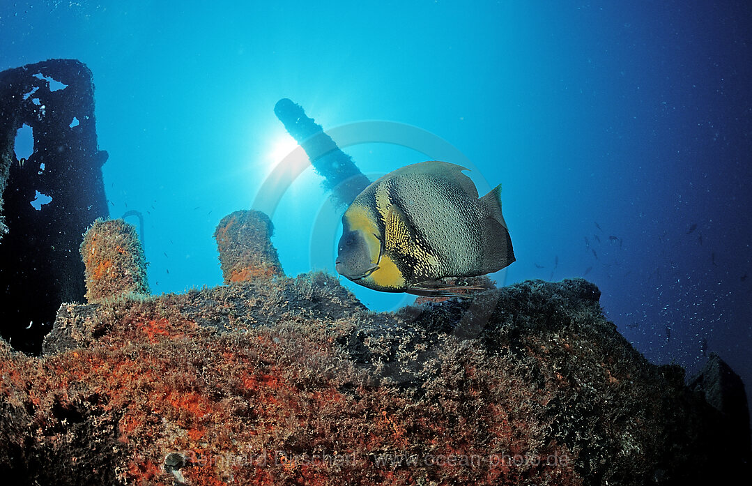 Cortez-Kaiserfisch im Schiffswrack, Pomacanthus zonipectus, Cortezsee, Niederkalifornien, La Paz, Mexiko